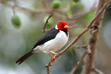 Red-capped Cardinal